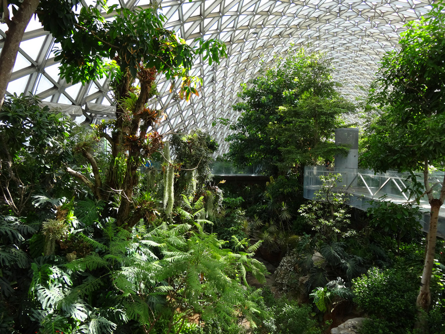 热带花果馆是辰山植物园三个温室中最大的一个,面积有5521平方米,室内