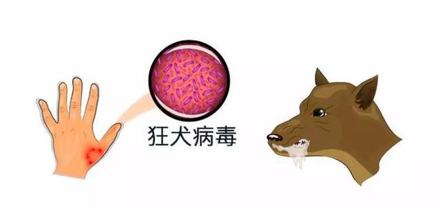 小说变异的狂犬病毒上