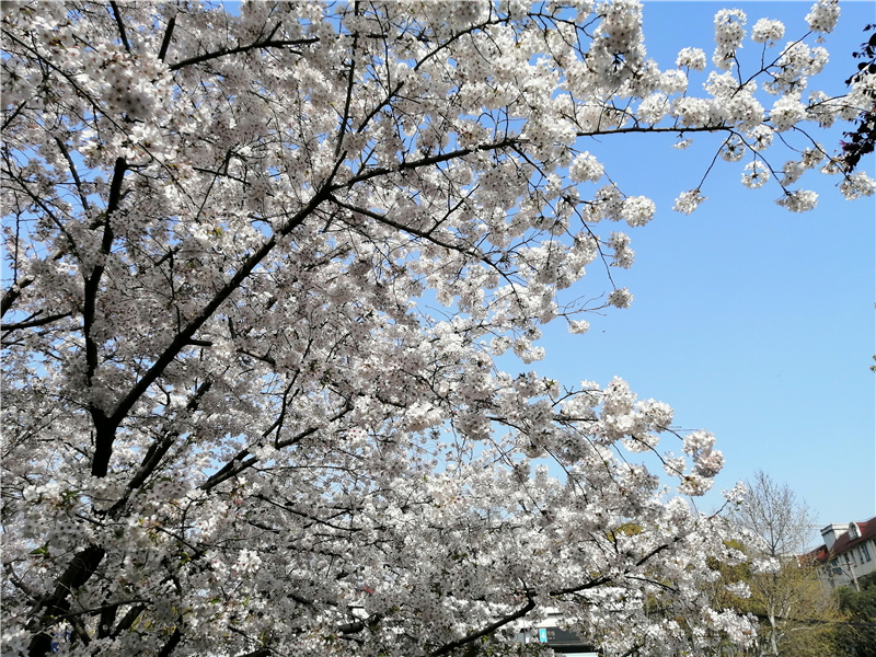 樱花歌