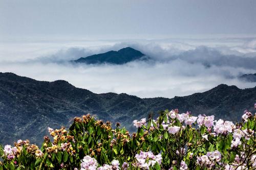 高山杜鹃