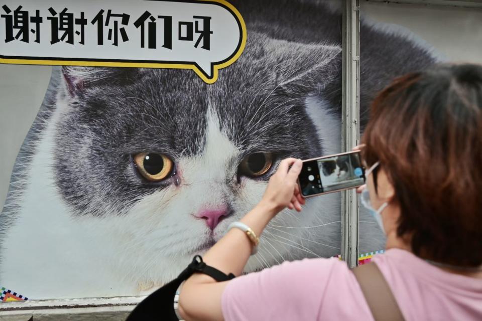 街头艺术——猫咪街成了一道靓丽风景线