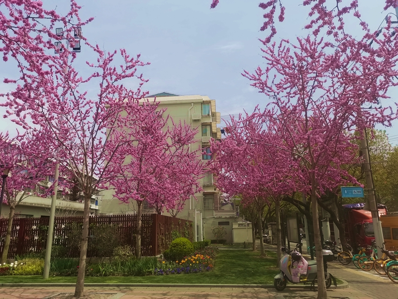 紫荆花开春更美
