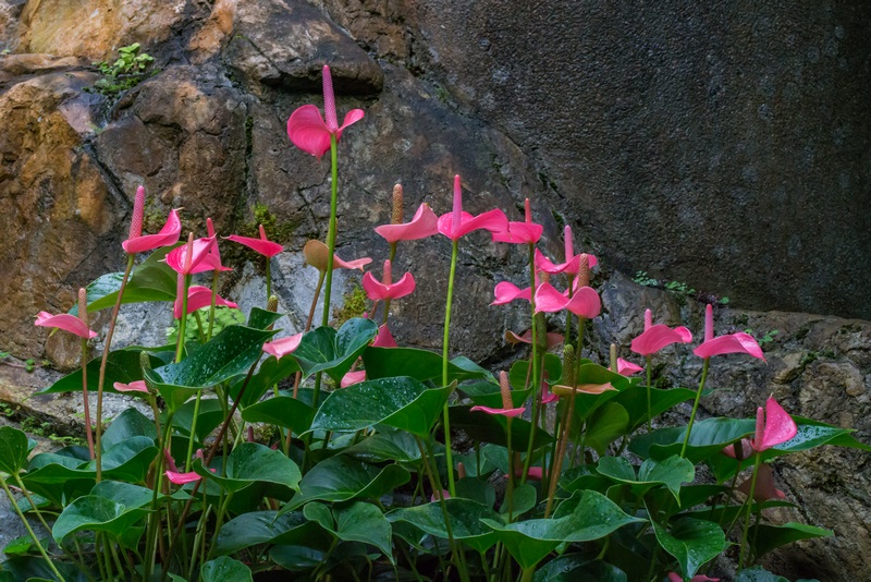 红掌(anthurium andraeanum)又称花烛,安祖花,火鹤花,红鹅掌,鹅掌红.