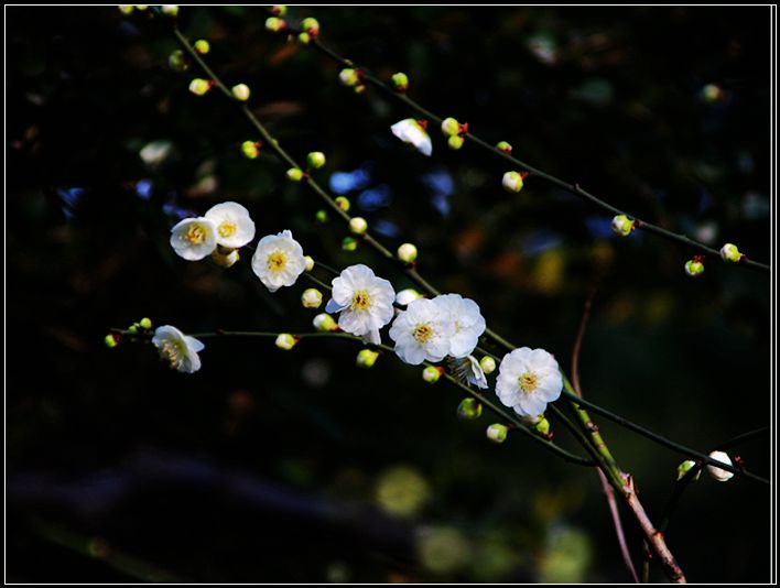 观赏着那白梅花,默颂着 墙角数枝梅