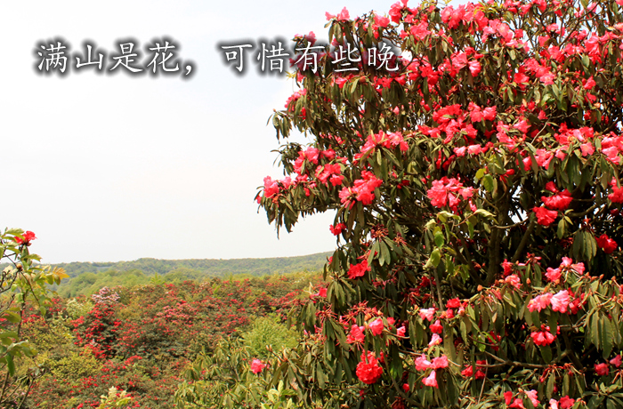 每年3—5月花期时节,百里杜鹃竞相开放,红,白,黄,紫,如火如荼, 若云