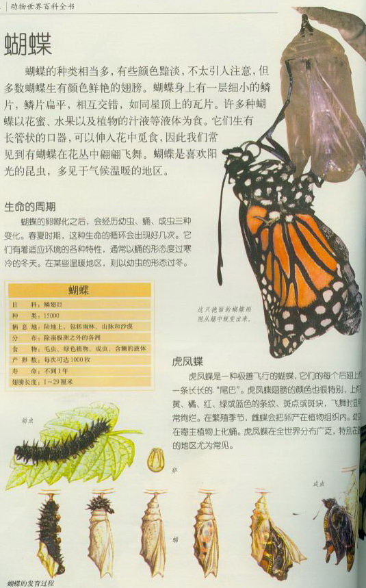 蝴蝶的详细资料图片