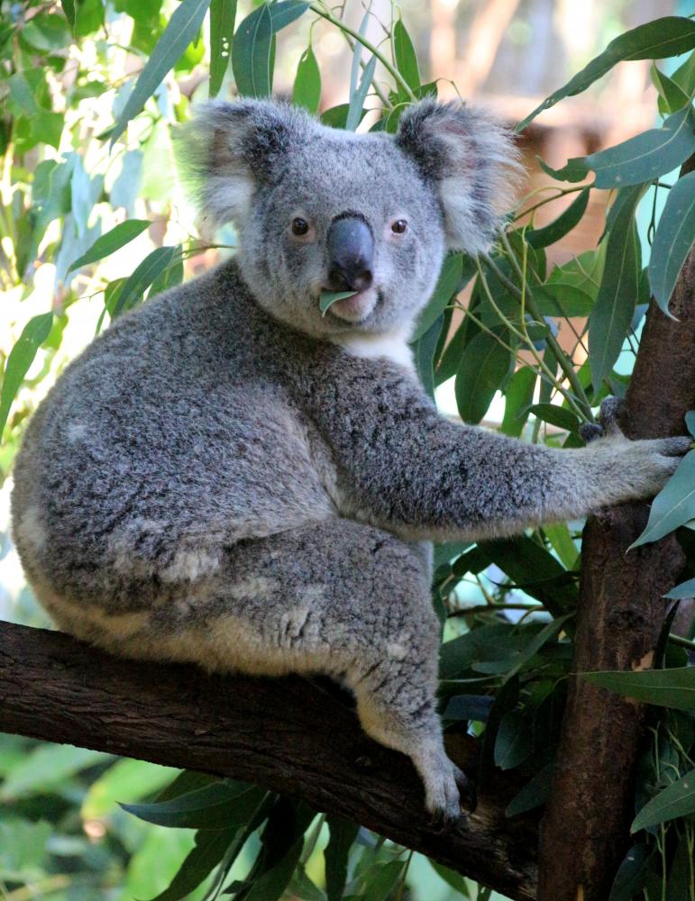澳大利亚动物代表性图片