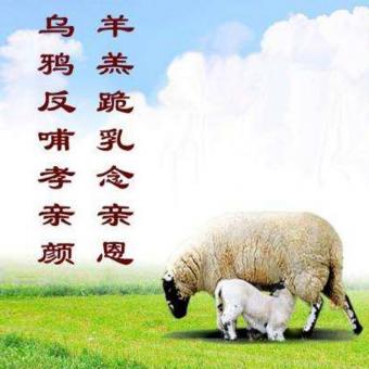 《回报父母恩》拉毛王旭（三步踩）
