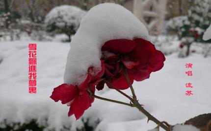 《雪花飘进我梦里》流苏