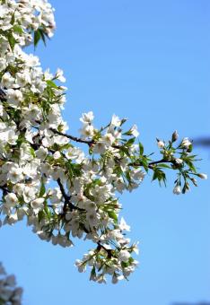 【音画视频欣赏】  “云赏花”视频汇集
