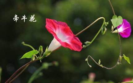 《牵牛花》蔡幸娟