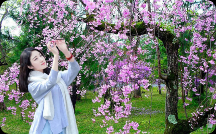 《花手绢》费娜百灵鸟