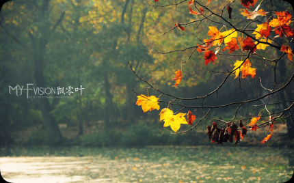 《飘零的叶子》费娜百灵鸟