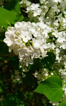 白丁香花
