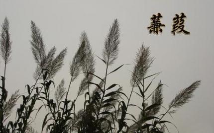 《南湖颂》芦秀梅