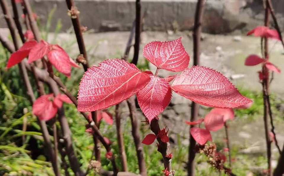 【原創】山麻葉紅梨花白