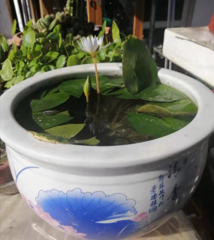 品 蓮在陽臺裡,我欣賞自己製作和種植的睡蓮盆景,品嚐著睡蓮飄逸的