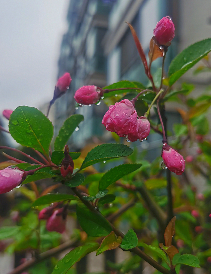 花卉春雨的图片大全图片