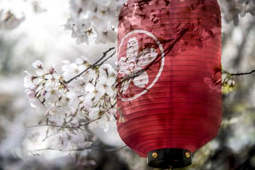 鼋头渚樱花 遮罩反页相册