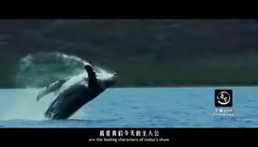 海洋霸主座頭鯨唱歌能把魚嚇死，它們怎麼通過吐泡泡捕食的？