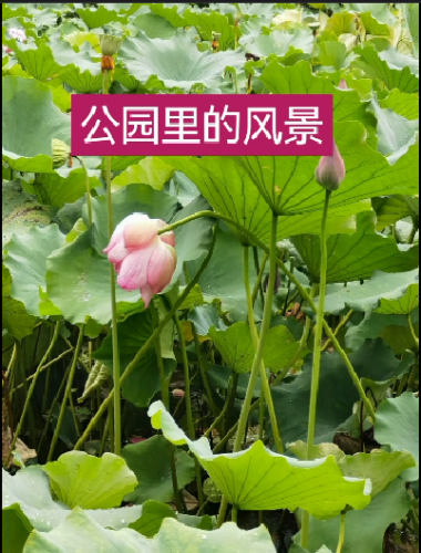 公园里的风景（试发）