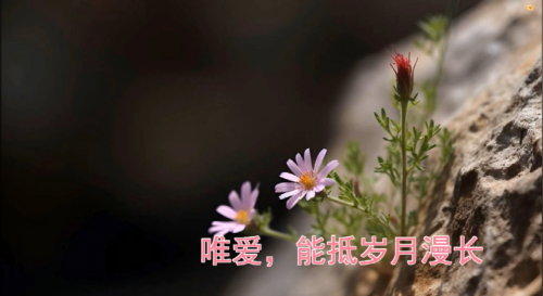 唯爱，能抵岁月漫长