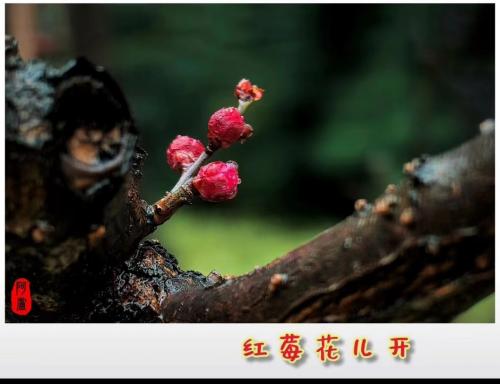 莘庄公园梅花