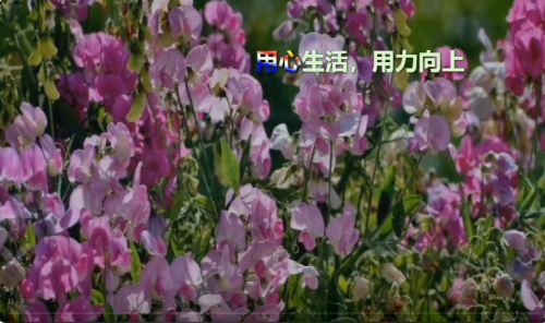用心生活，用力向上