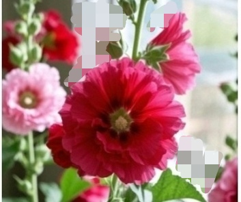 20250719大理白族火把节